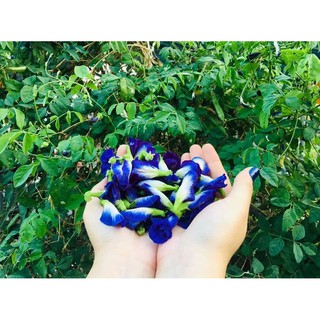 Hạt giống hoa đậu biếc kép