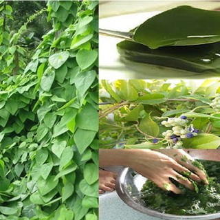 Hạt Giống Sương Sâm (10 hạt)