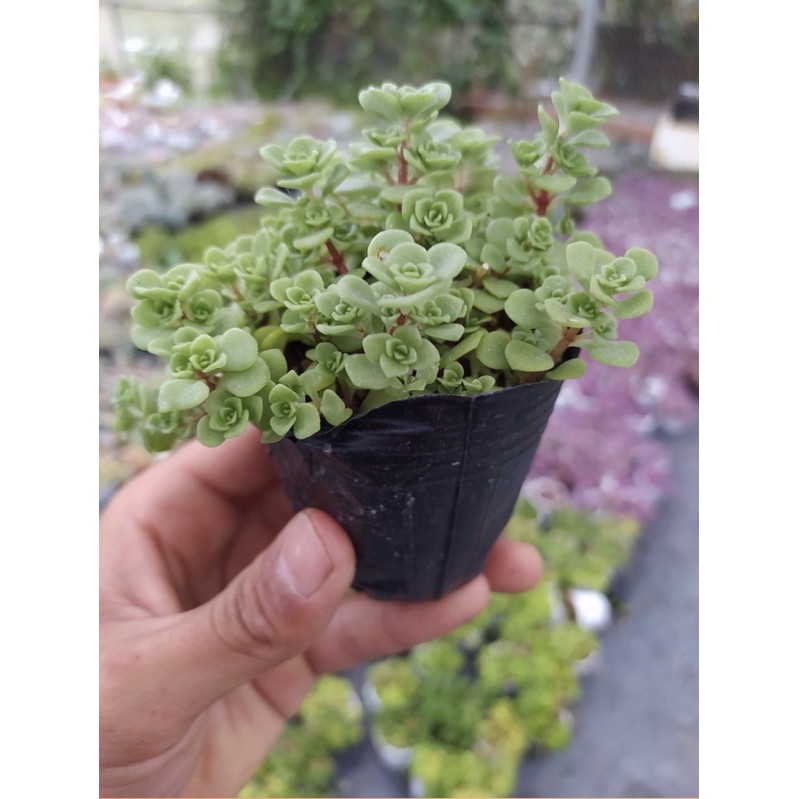 SEN ĐÁ SEDUM VẢY CÁ ĐÀ LẠT SIZE BÉ, SIÊU KHOẺ ĐẸP, THUẦN MỌI KHÍ HẬU, HƯ 1 ĐỔI 1