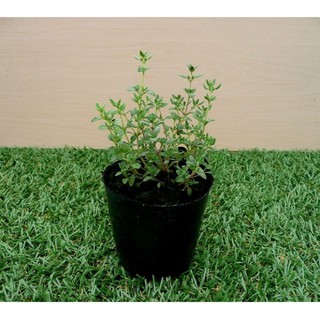 30 Hạt giống cây Xạ hương