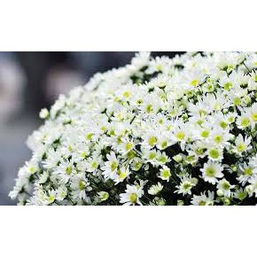 Hạt Giống Hoa Cúc Chi Trắng (CHRYSANTHEMUM)- Tỉ lệ nảy mầm cao