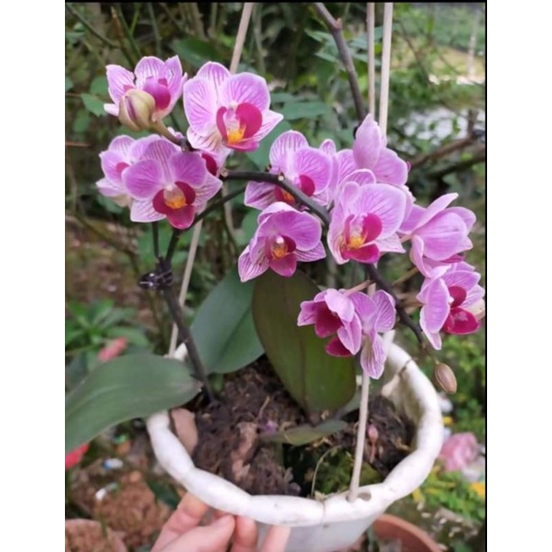 Combo 3 cây lan hồ điệp 2 ngồng độc lạ