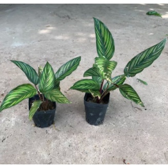 Cây giống đuôi công, giao cây đã ổn định rễ cứng cáp