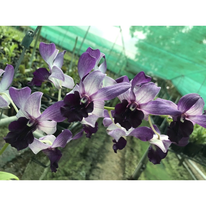 Dendro bò blue lá mít rụt rịt cây tơ siêu đẹp