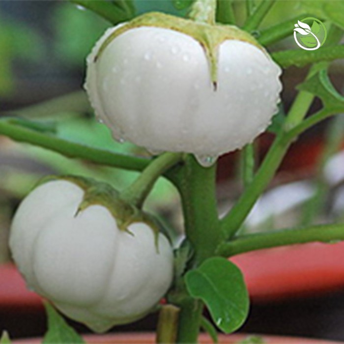 Hạt Giống Cà Pháo Trắng Cao Sản Phú Nông - Gói 0.5g - F1 Small White Eggplant PHU ...