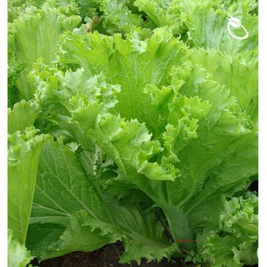 Hạt Giống Cải Bẹ Dưa  Phú Nông - Gói 20g - Head Mustard