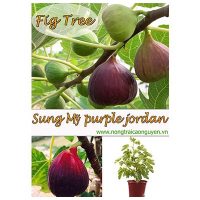 Giống Sung Mỹ Purple Jordan Shopee Việt Nam