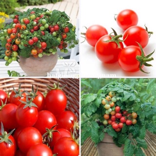 Combo hạt giống cà chua