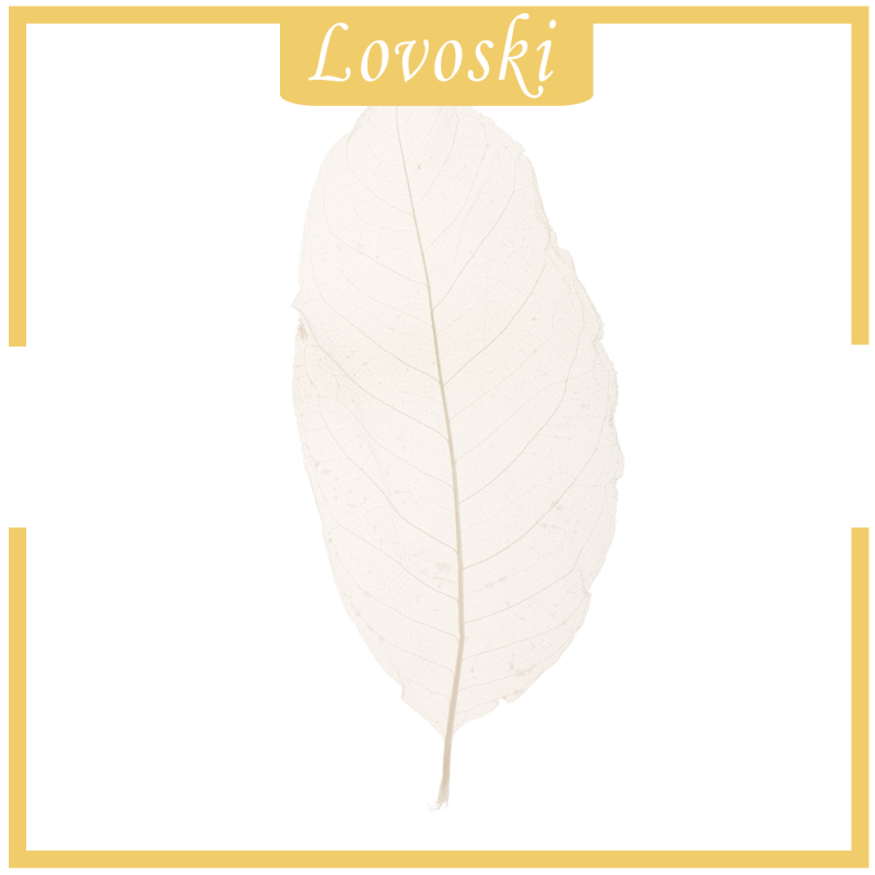 Bộ 50 Lá Mộc Lan Tự Nhiên Dùng Để Trang Trí