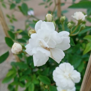 Hồng BẠCH TRÀ