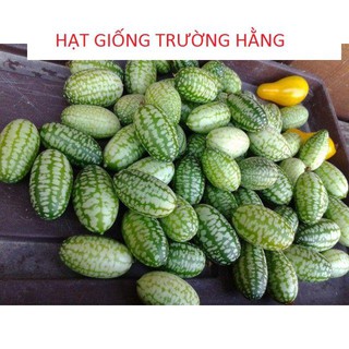 Hạt Giống Dưa Hấu Mini - 10 Hạt