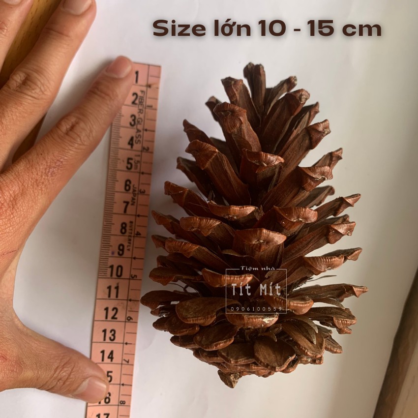 Quả Thông Khô Size lớn 10cm - 20cm, Trái Thông Khô Bán Lẻ, Quả Thông Khô trang trí Noel