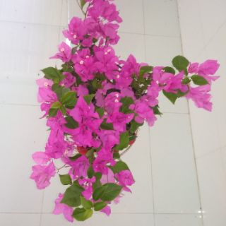 Giấy màu sát pháo