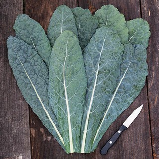 Hạt giống lacinato kale, cải xoăn khổng lồ 300 hạt