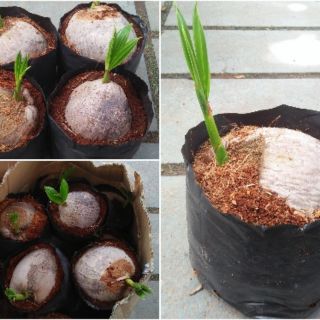 Dừa xiêm xanh - xiêm lửa issland lùn cao sản