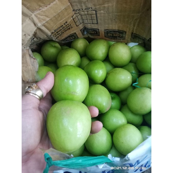 TÁO NINH THUẬN - LOẠI 1 GIÒN - NGỌT - ĐẶC SẢN NINH THUẬN
