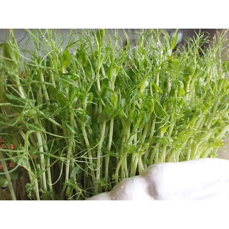 1kg Hạt giống mầm đậu Hà Lan sạch (ngọn dài mập), làm sữa hạt - Nảy mầm 99%