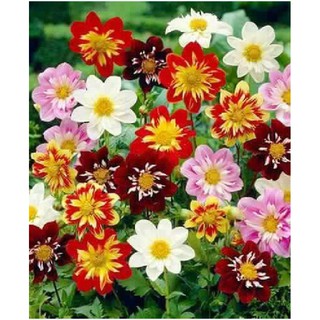 Hạt giống thược dược công chúa mix - Thược dược công chúa 50 hạt