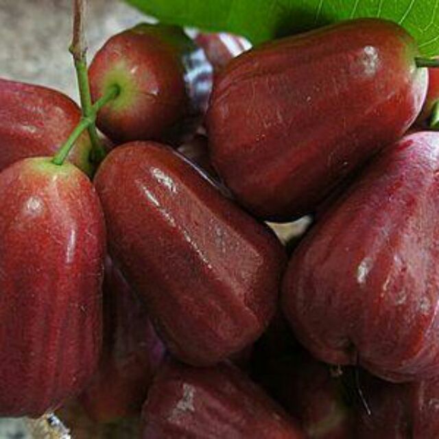 Cây mận An Phước,