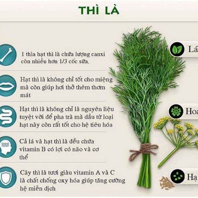 Hạt giống thì là bốn mùa 100 hạt