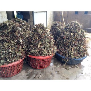 CAO HÀ THỦ Ô BÉ XỊN