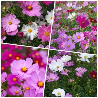 Hoa Sao Nhái Nhiều Màu