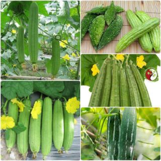 Hạt giống cây ăn quả