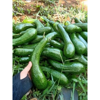 5 kí bơ 034 Lâm Đồng size 3-4