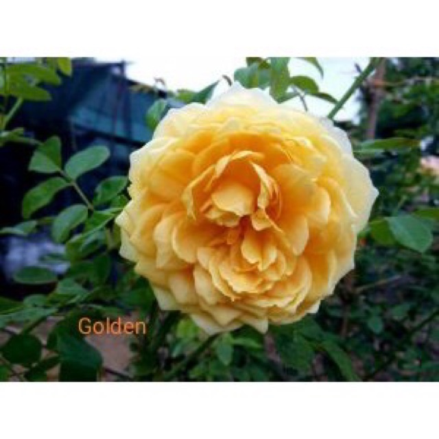 Hoa hồng Golden Celebration Rose