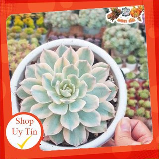 Sen đá Hồng phấn var chậu lớn🍏 |FREESHIP| 🔥 XỨ NÓNG, ĐÃ THUẦN KHÍ HẬU, KHOẺ ĐẸP 🍏 LỖI 1 ĐỔI 1