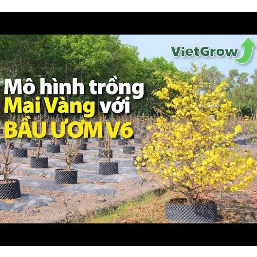 Bầu Ươm Cây V6  Cao 30cm, 40cm, 50cm, Tặng kèm bộ vít