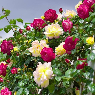 10 HẠT GIỐNG HOA HỒNG LEO PHÁP NHIỀU MÀU