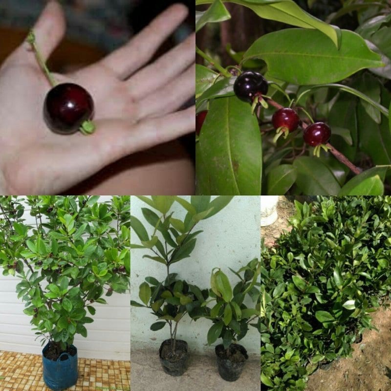 Cây Giống Cherry Brazill Cao 60-80cm(Video ảnh thật)