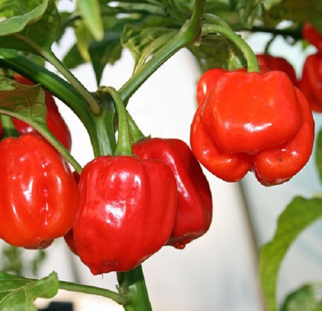 Cây giống và Hạt giống ớt siêu cay Habanero đỏ