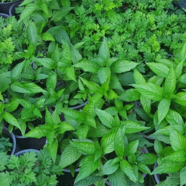 Rau chậu - Lá cẩm thái TACY'S GARDEN 100% rau sạch nhà vườn trồng