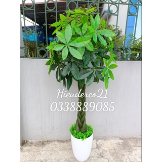 Cây giả - cây kim ngân, cây phát lộc cao 1,6m decor siêu chảnh