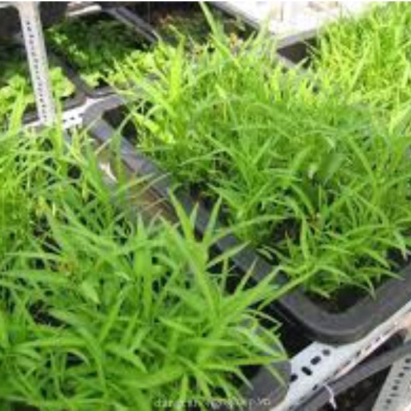 Hạt giống rau muống lá tre 20g