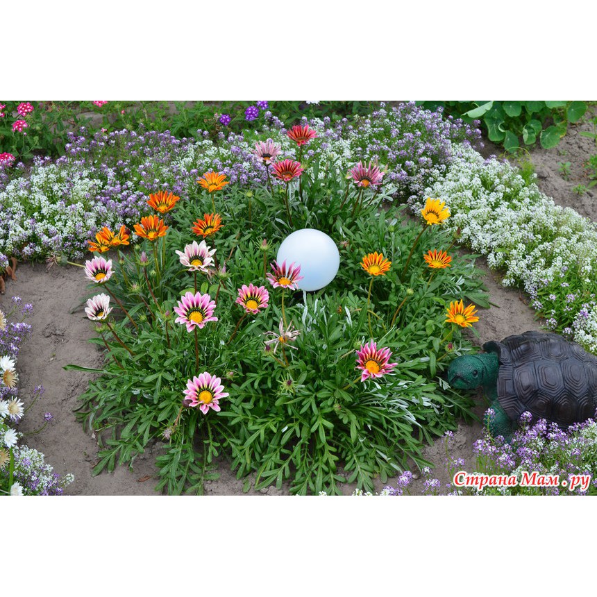 Hạt Giống hoa Cúc huân chương Triad mix