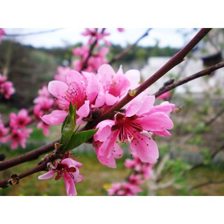 COMBO 5 CÂY HOA ĐÀO GIỐNG 99K