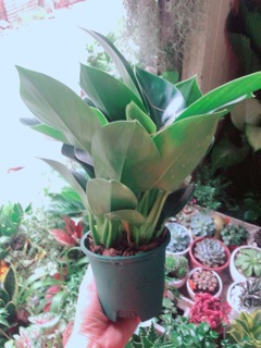 Trầu Bà Đế Vương Xanh