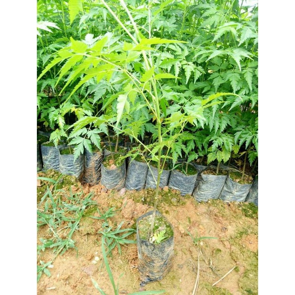 1kg hạt giống xoan ta