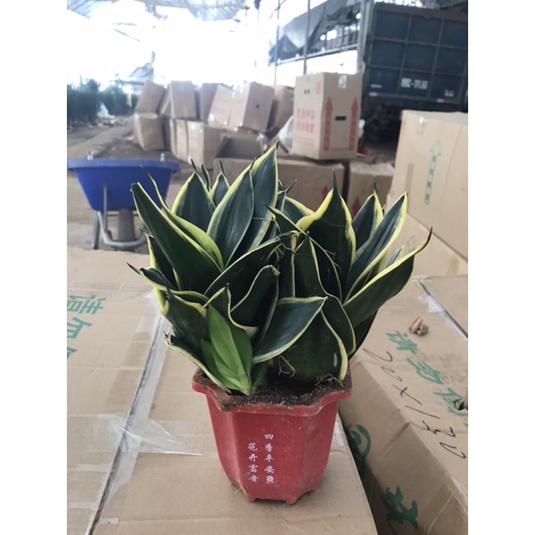 cây lưỡi mèo hàng trung quốc cây to đẹp để bàn siêu xinh