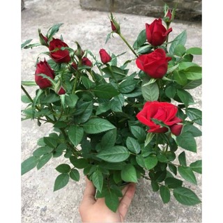 Chậu Hoa Hồng Tezza Vàng (Hoa Tết)