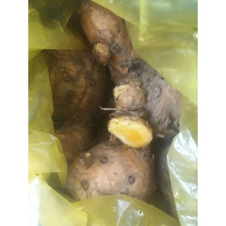 ngải sậy vàng