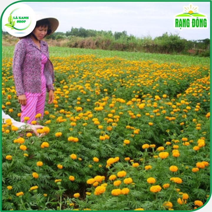 Hạt Giống Hoa Vạn Thọ Cao Nhiều Màu, Thích Hợp Trồng Tết, Thân Cao (0,1 gram) - Hạt giống Rạng Đông