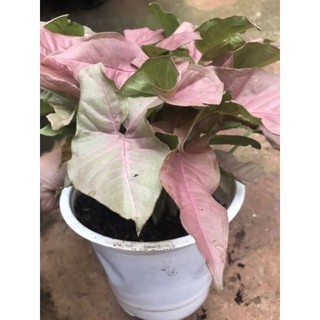 chậu trầu bà hồng