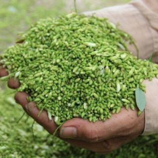 Trà nụ Hoa Hòe Rang Venoti ( gói 180g)
