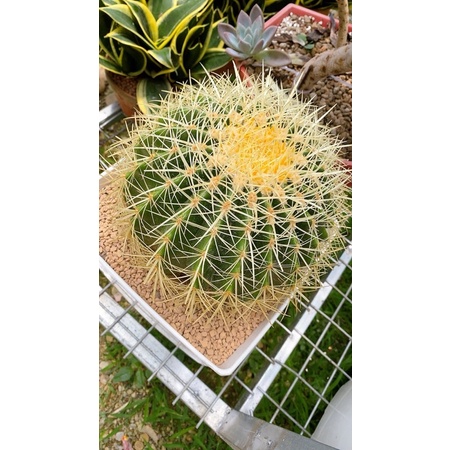 xương rồng kim hổ sz 25cm