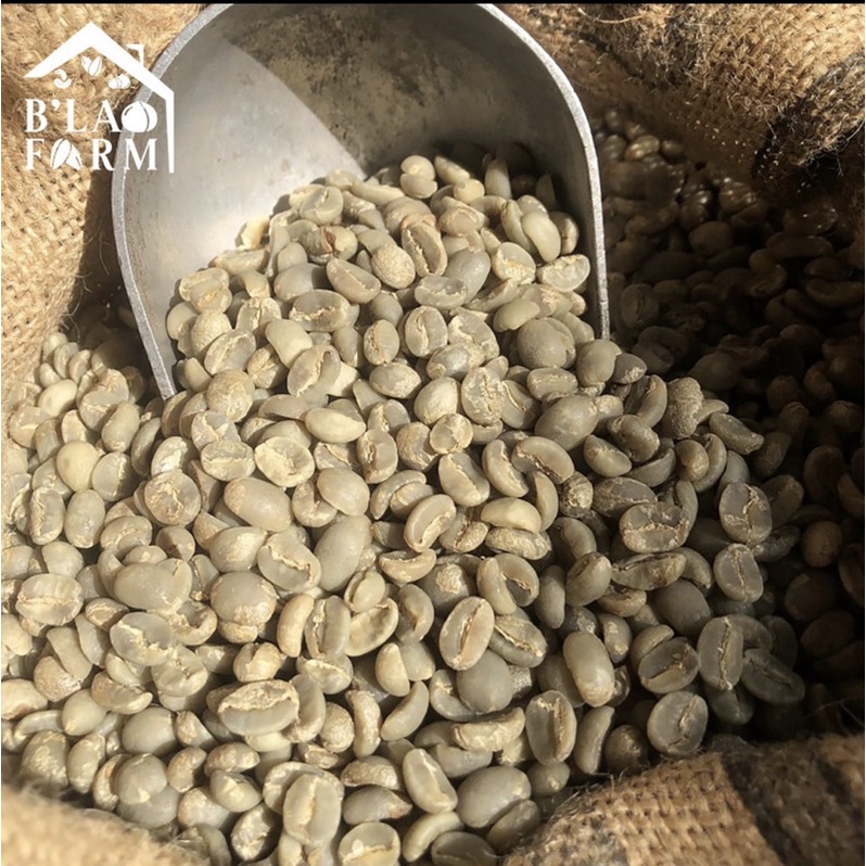 Cà Phê Sạch Nhân Sống ROBUSTAR, Hạt To chưa rang