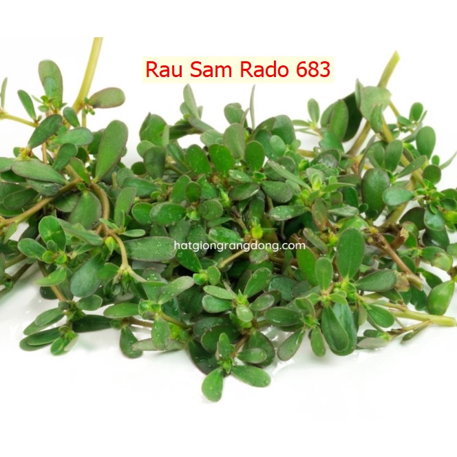 Rau Sam Rado 683(gói 1g)